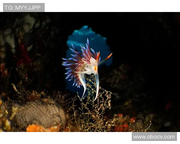 哈德森的奇幻旅程探索未知世界的无限可能与冒险